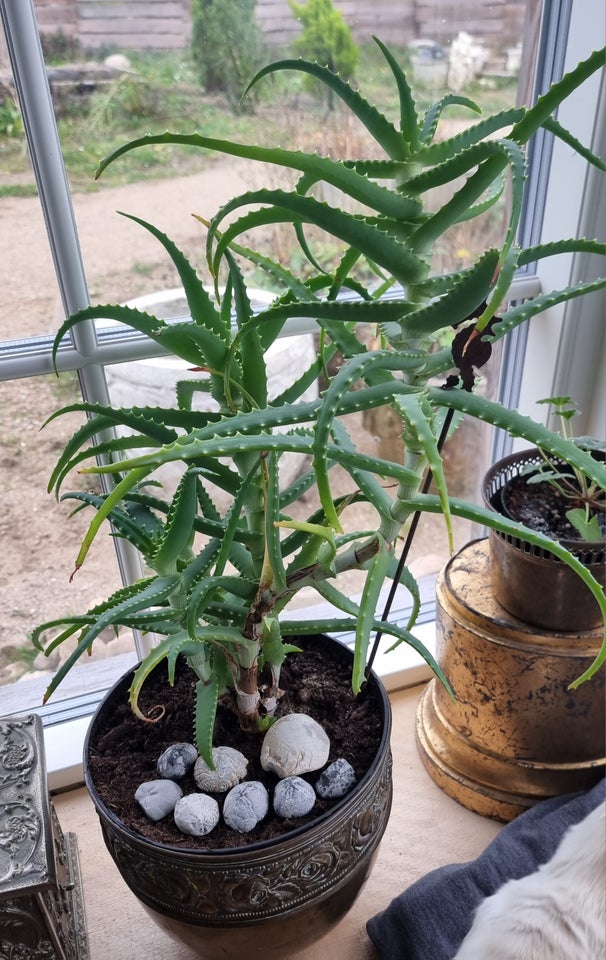 Aloe, Aloe arborescens