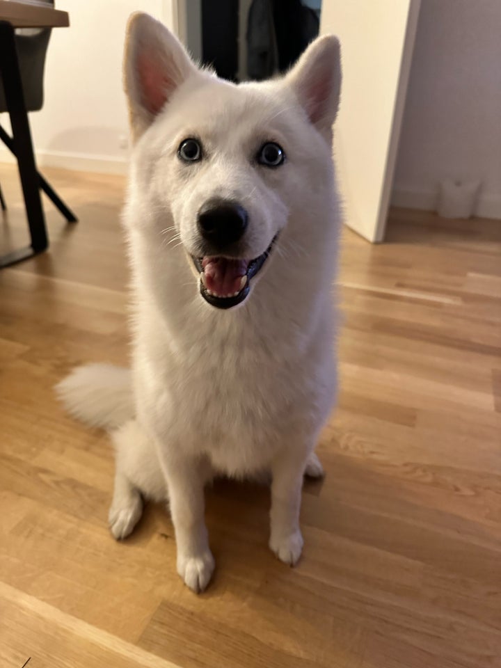 Pomsky, hund, 7 mdr.