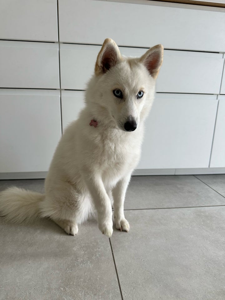 Pomsky, hund, 7 mdr.