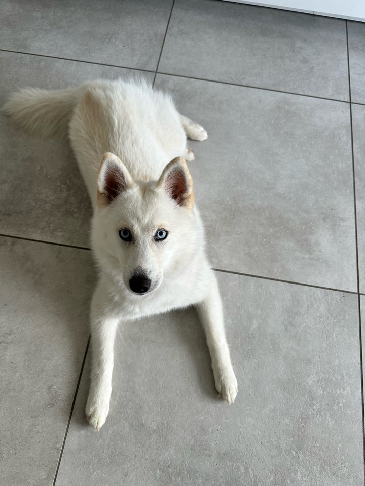 Pomsky, hund, 7 mdr.