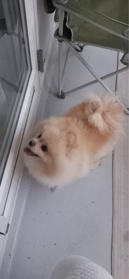 Pomeranian, hund, 12 mdr.