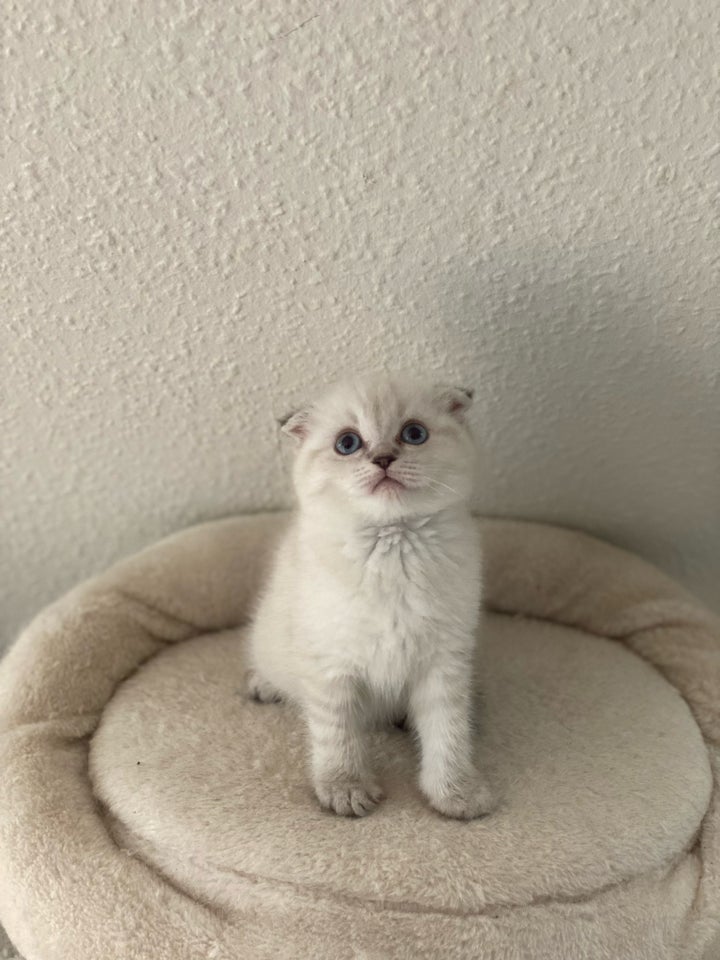 Hunkat Ragdoll/scottish-fold 7