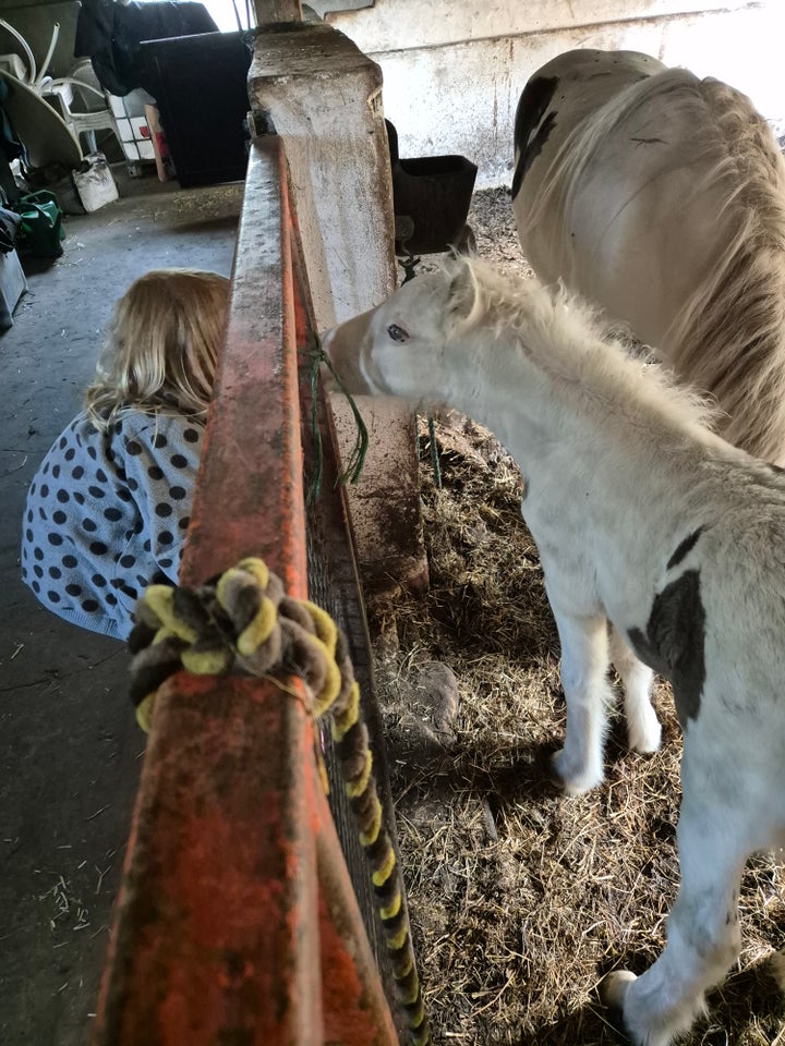 Irish Cob hingst 0 år