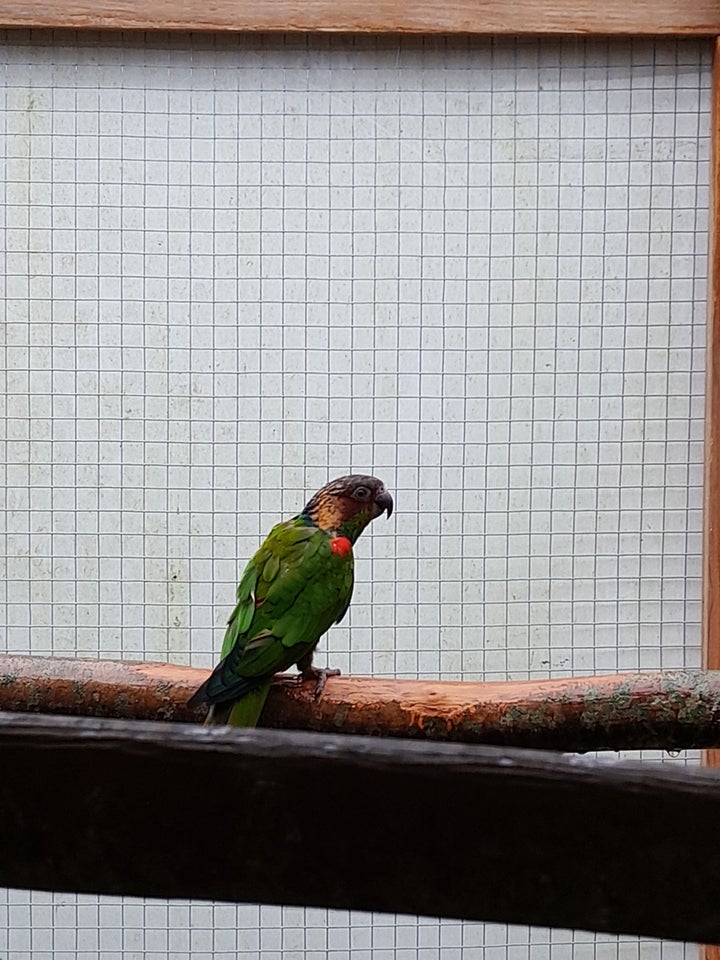 Conure