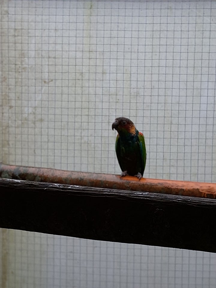 Conure