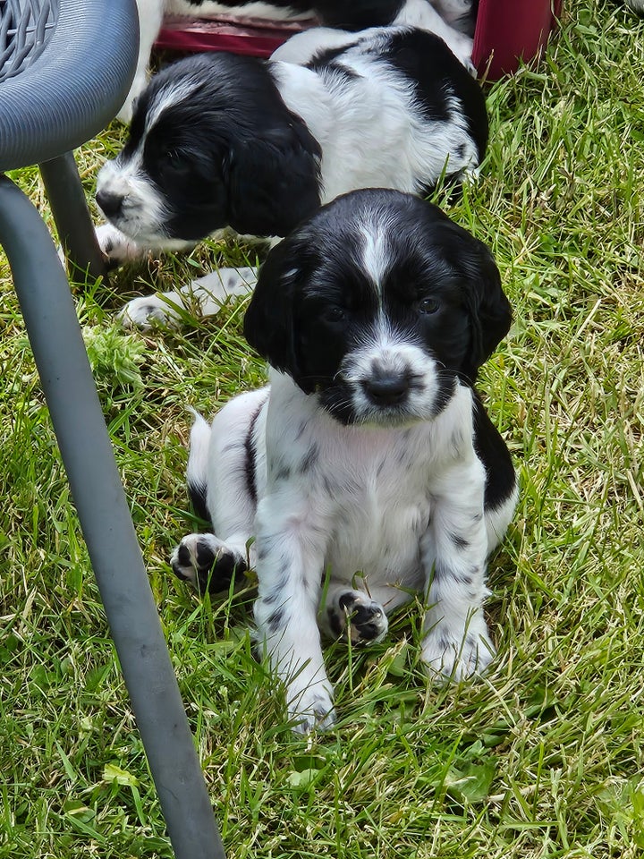 SPRINGER SPANIEL