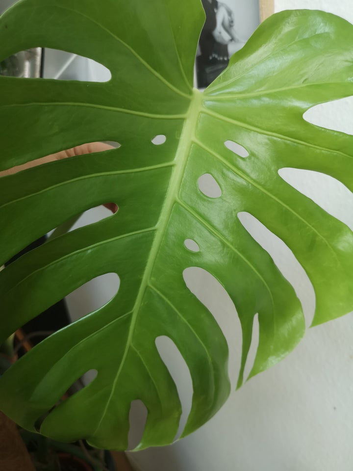 Stueplante, Philodendron