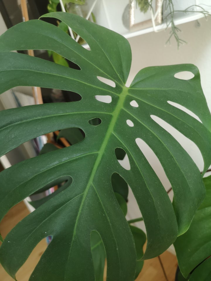 Stueplante, Philodendron