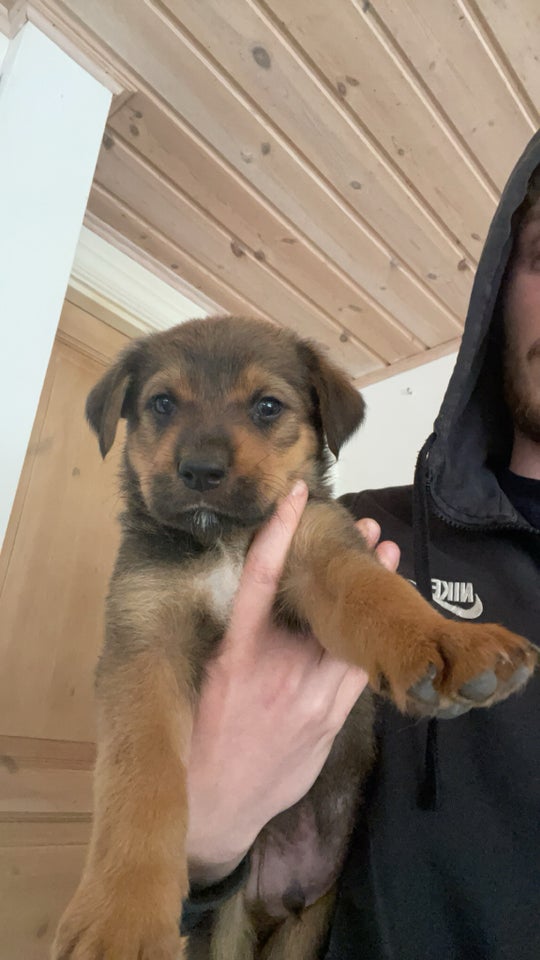 Rottweiler/schæfer  hvalpe 5