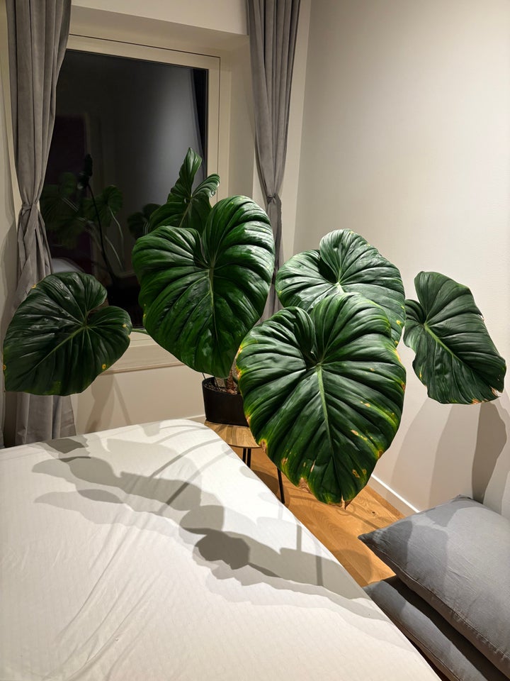 Philodendron McDowell