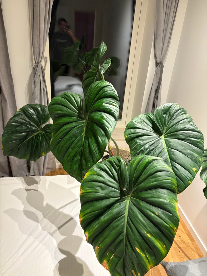 Philodendron McDowell