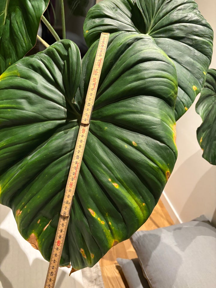 Philodendron McDowell