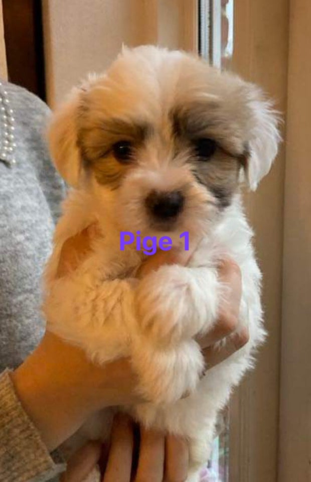 Coton de Tulear, hvalpe, 6 uger