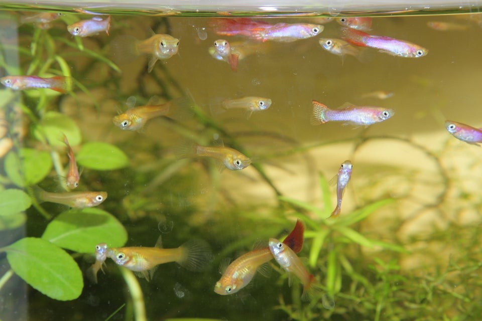 Blond guppy mix, Tilbud: 350 kr. for