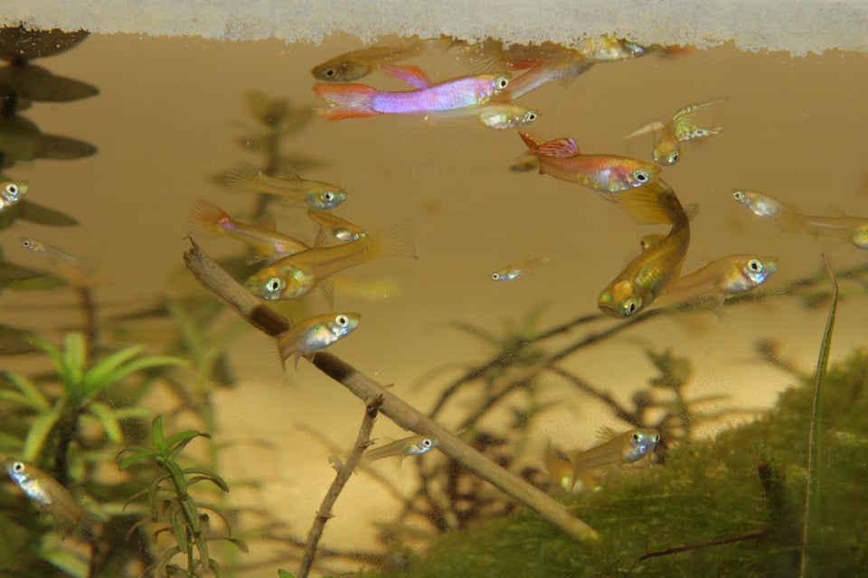 Blond guppy mix, Tilbud: 350 kr. for