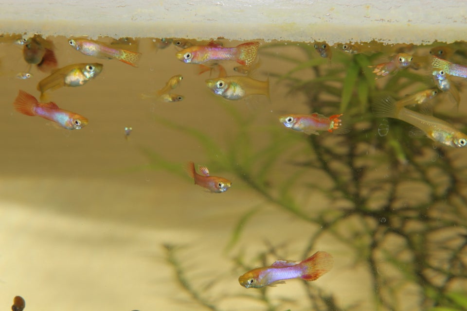 Blond guppy mix, Tilbud: 350 kr. for