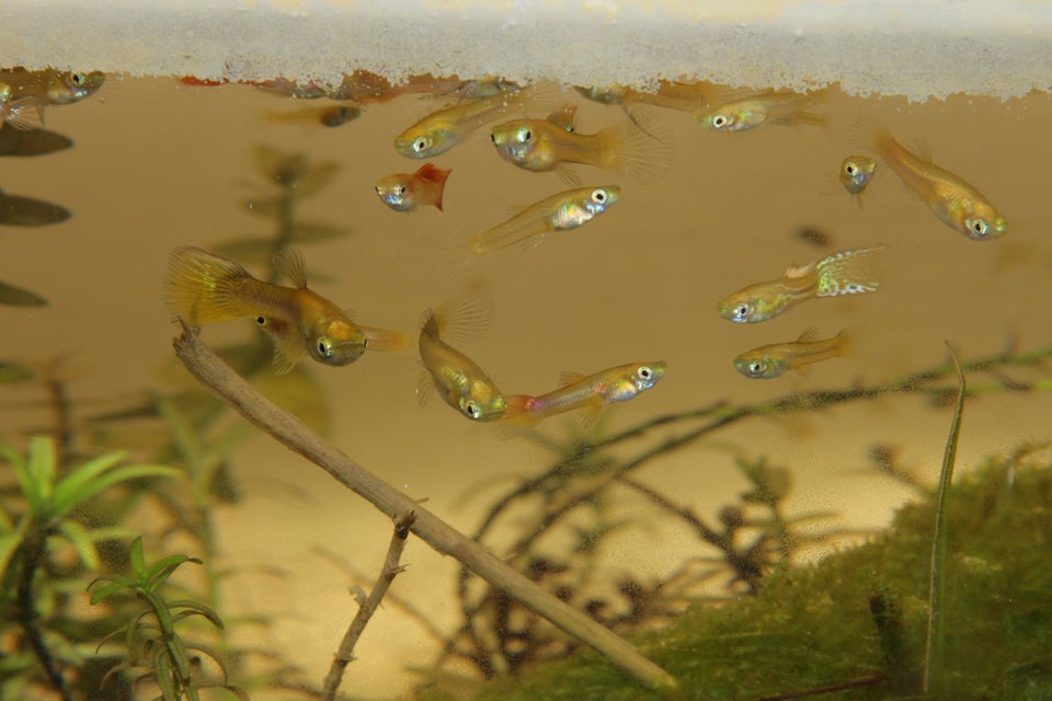 Blond guppy mix, Tilbud: 350 kr. for