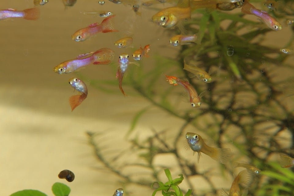 Blond guppy mix, Tilbud: 350 kr. for