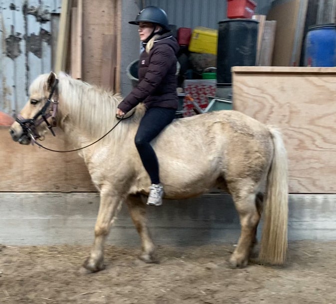 Islænder, hoppe, 13 år