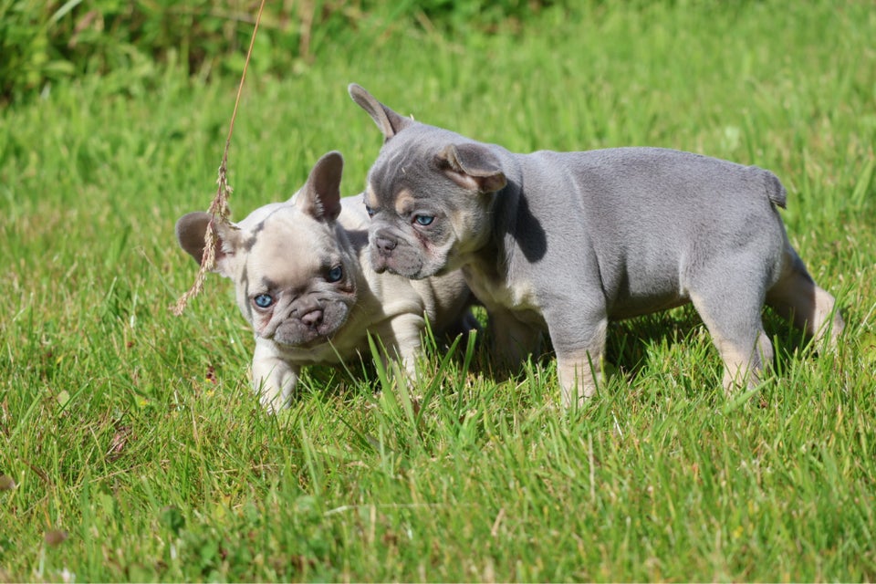 Fransk bulldog tæver