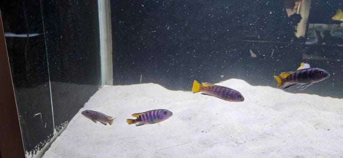 Pseudotropheus sp 'elongatus