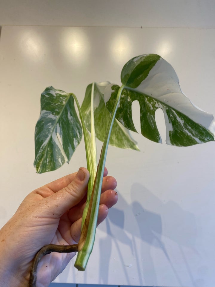 monstera albo variegata, topskud