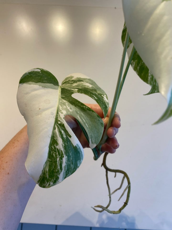 monstera albo variegata, topskud