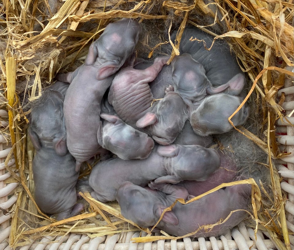 Kanin FRANSK VÆDDER HAN BLÅ OTTER