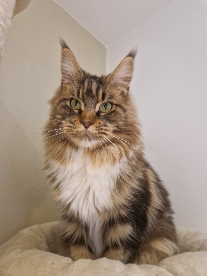 Maine Coon, hunkat, 12 år