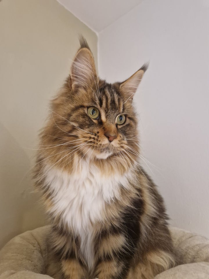 Maine Coon, hunkat, 12 år