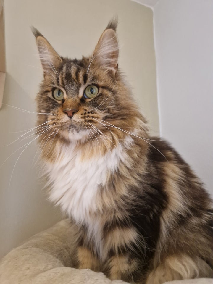 Maine Coon, hunkat, 12 år