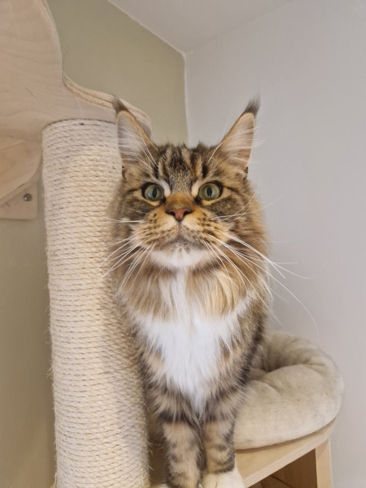 Maine Coon, hunkat, 12 år