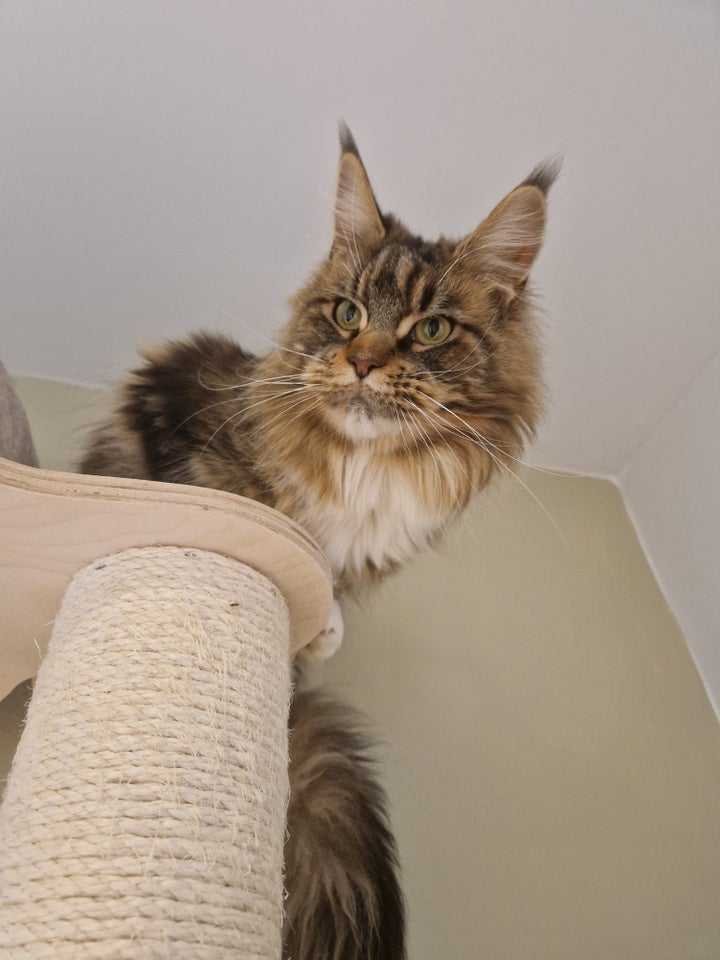 Maine Coon, hunkat, 12 år