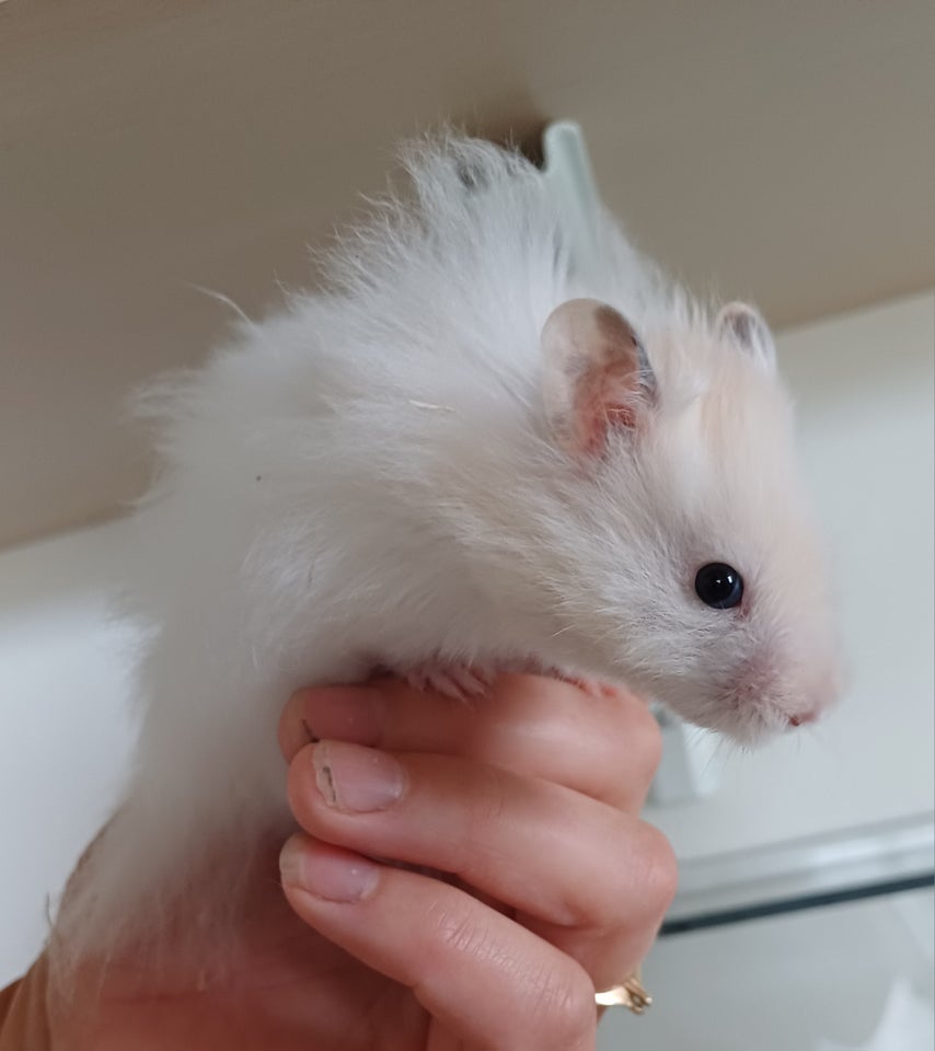 Hamster Guldhamster 0 år