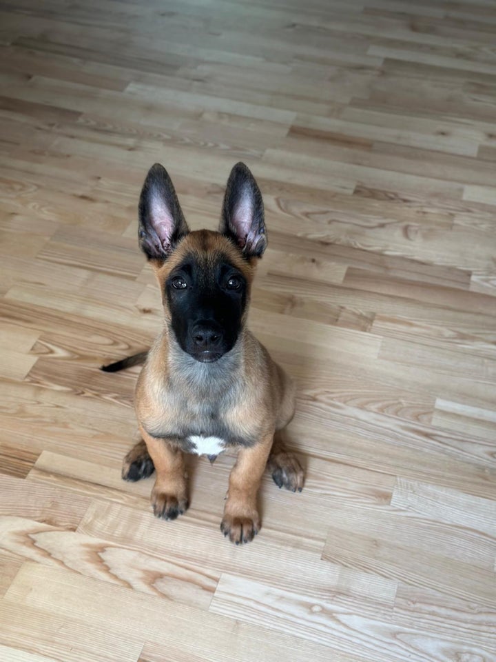 Malinois hanhund 12 uger