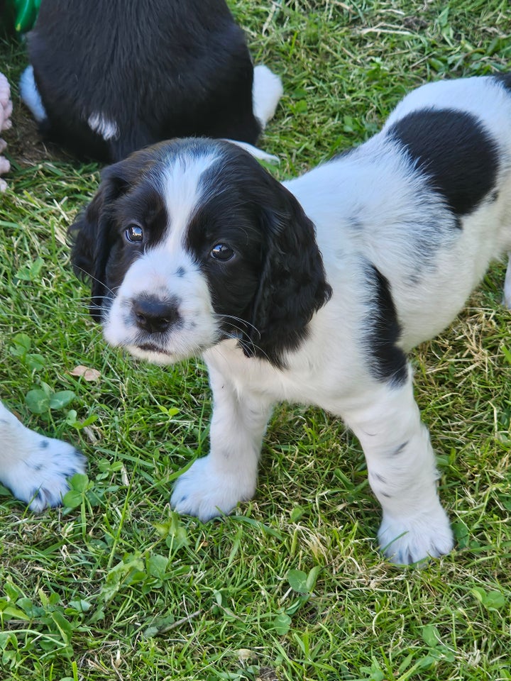 SPRINGER SPANIEL