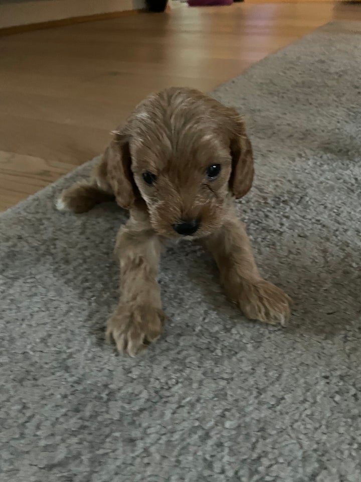 Cavapoo hvalpe 6 uger