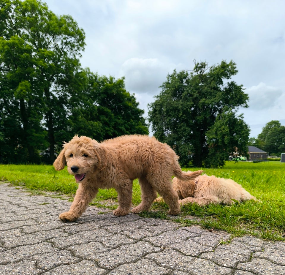 Goldendoodle hvalpe klar ti