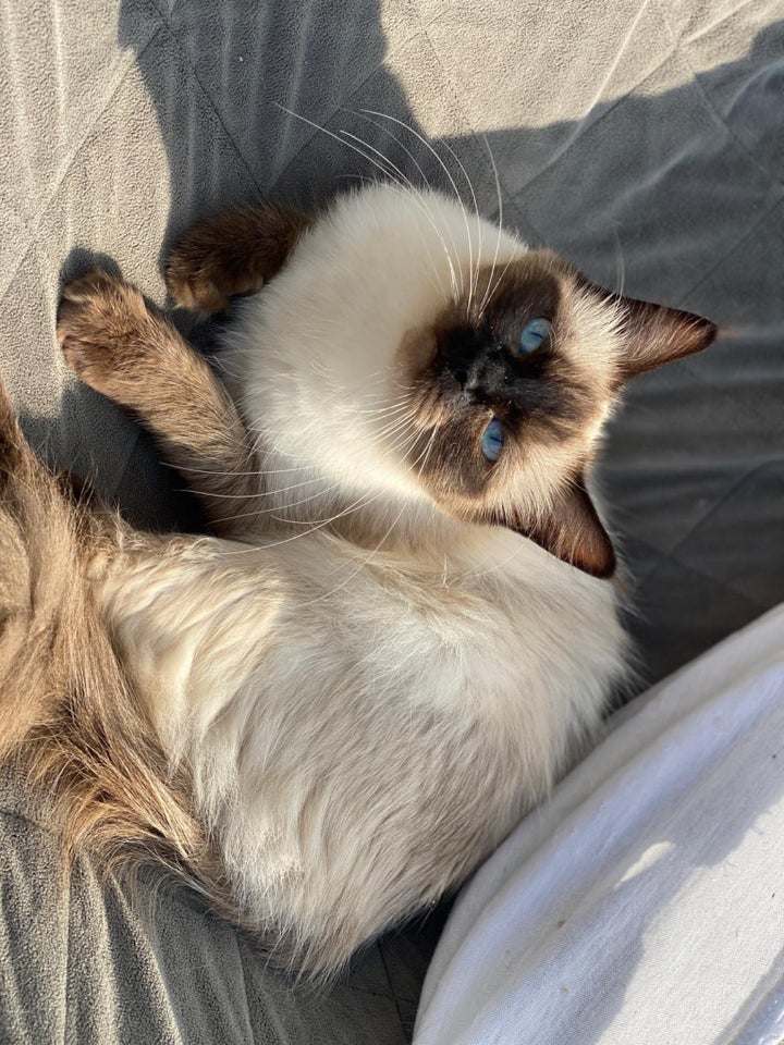 Hunkat, Ragdoll, 3 år