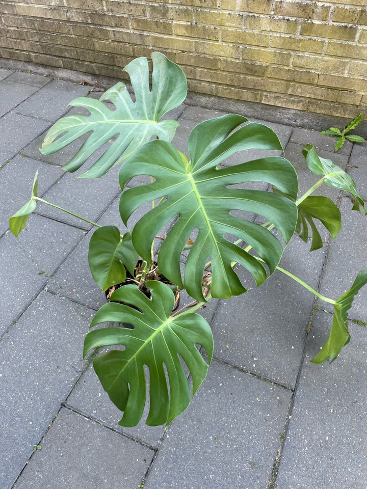 Monstera