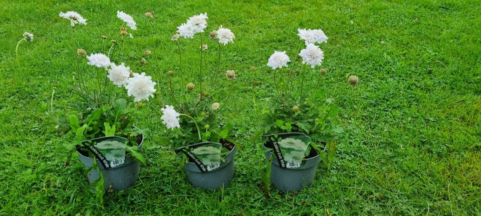 Staude Scabiosa