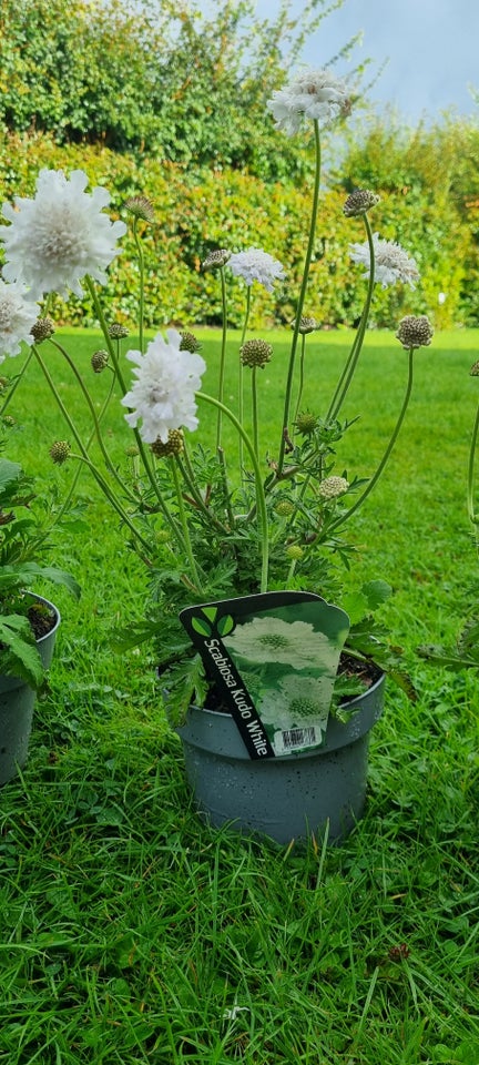 Staude Scabiosa