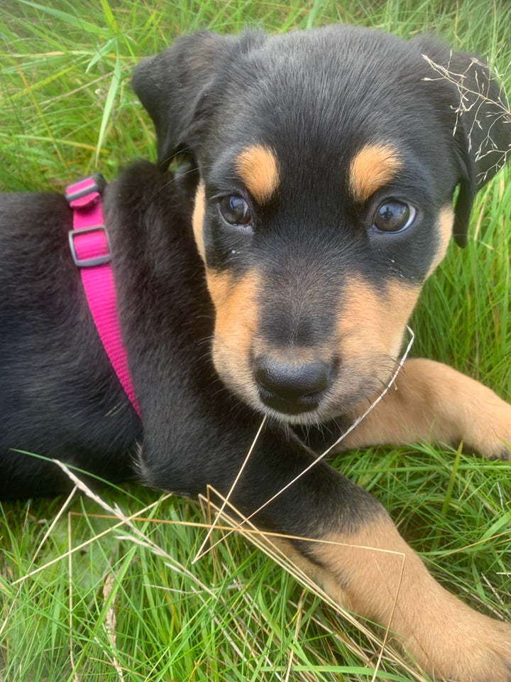 Rottweiler blanding, hvalpe, 4