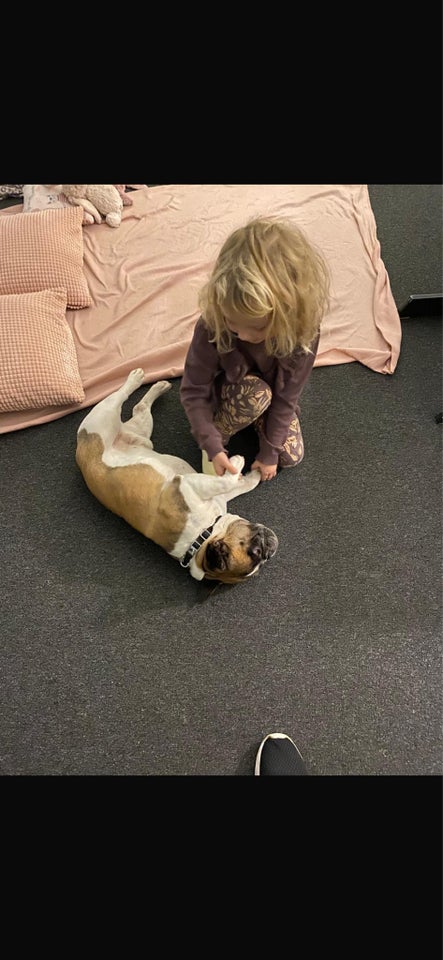 Fransk Bulldog, hund, 8 år