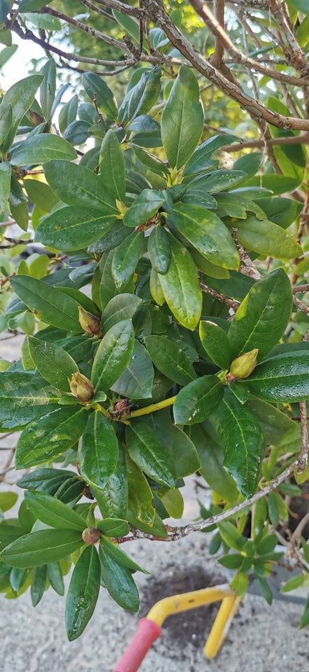 Rhododendron, plante