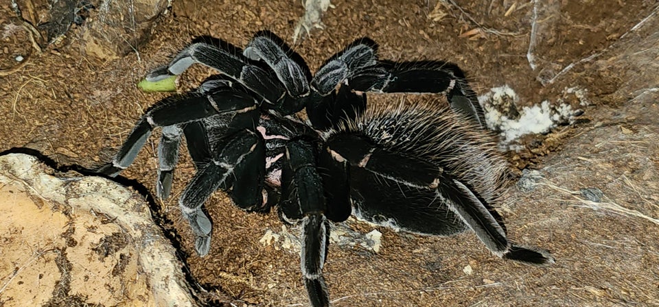 Edderkop, Xenesthis immanis