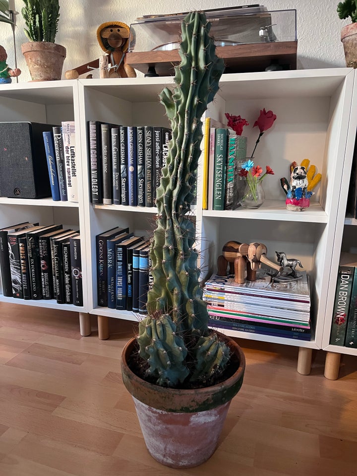 Kaktus , Cereus jamacaru f.