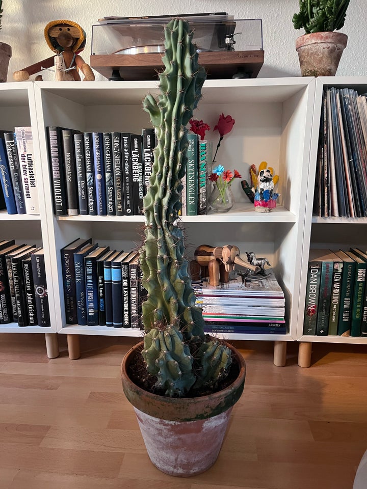 Kaktus , Cereus jamacaru f.