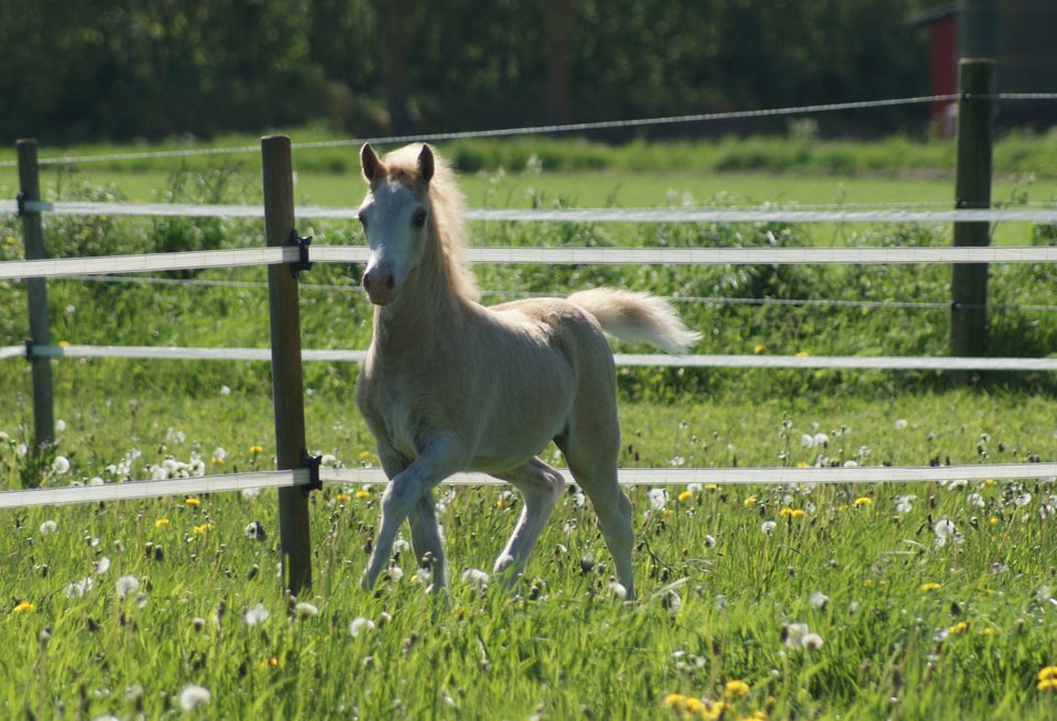 Welsh hingst 0 år