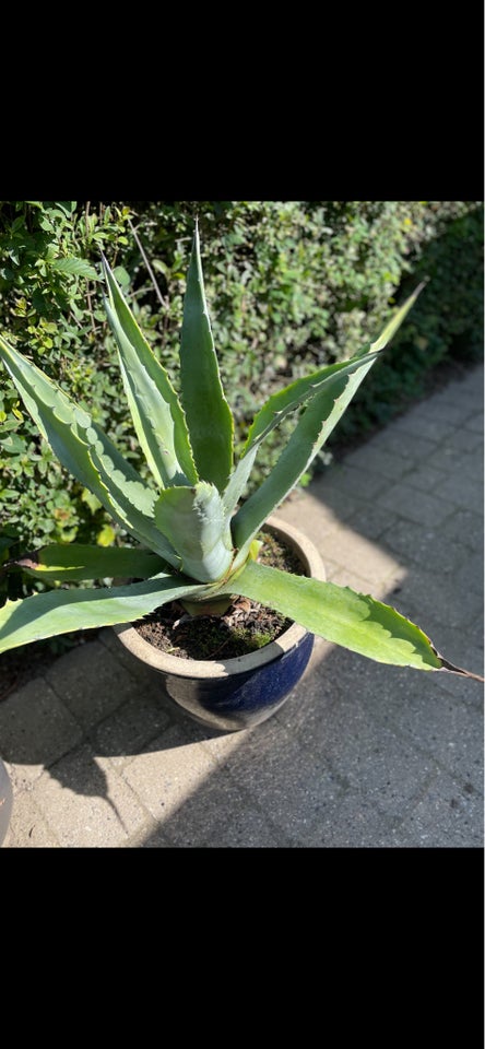 Agave